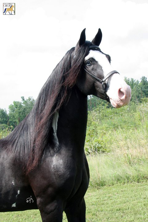 Black Overo Tennessee Walker Stallion